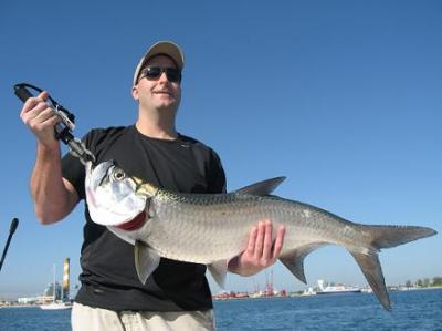 20 Lb Palm Beach Tarpon
